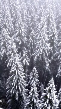 It's a winter wonderland. Flying over a fresh snow covered forest in Oregon. Vertical video.