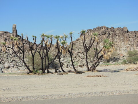 Row of doum palm trees growing in a rocky desert valley of Saudi Arabia
