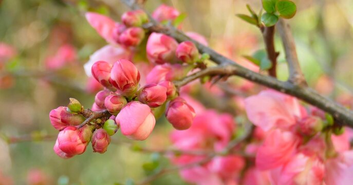 Spring branch with pink cherry blossom flower on blue background, spring blossom branches
