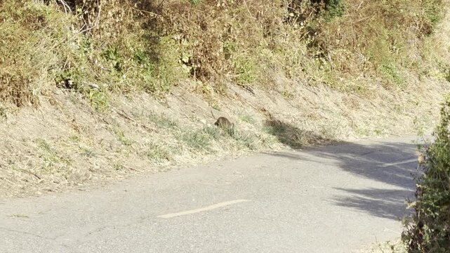 Rabbits and California quail at the edge of a road