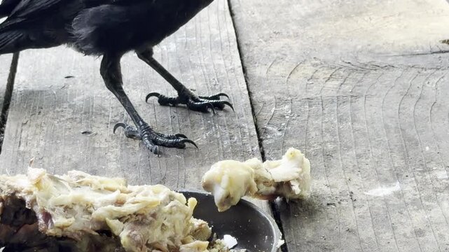 Crow pulls meat from a roast chicken thigh bone	