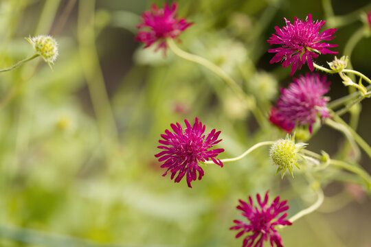 purple widow's flowers, violet widow's flowers, flower bed with violet blooms, green background, pollen on the blooms, violet petals, Knautia arvensis