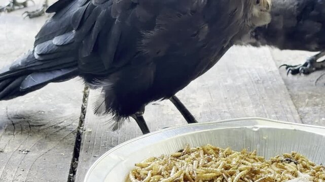 Dominant crow eats dried mealworms while others wait