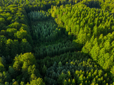Morning light over green forest hillside canopy