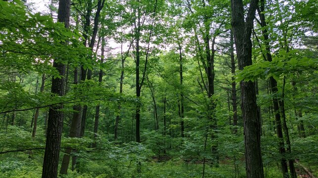 Dense Forest with Tall Green Trees