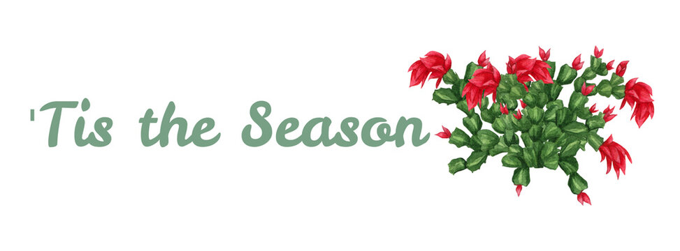 'Tis the season christmas cactus