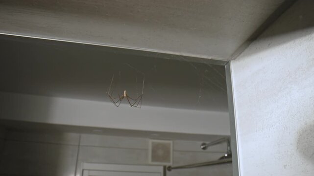 Spider hanging on a web near the ceiling in a bathroom. House spider on a cobweb in the room corner. Creepy indoor pest, fear of spiders and home wildlife concept.