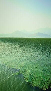 beautiful landscape of Lake Skadar, spanning Montenegro, Albania. green plants leaves specifically water caltrop, Trapa natans, float cover water surface. sunset sky mountains. vertical video crop.
