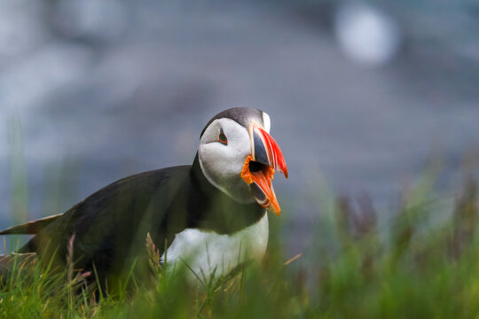 Atlantic puffin Fratercula arctica, iceland with an open orange beak standing in green coastal grass, with a soft blurred blue-gray sea background.