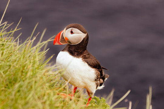 Atlantic puffin Fratercula arctica, iceland standing on a grassy coastal cliff, with a bright orange beak and dark ocean water softly blurred behind it.