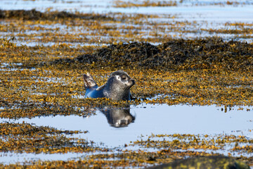 Young seal resting in a shallow tidal pool among golden seaweed, with a clear reflection in calm coastal water at Ytri beach. © Michael