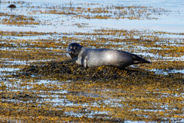 Harbor seal resting on a seaweed-covered tidal flat at low tide, surrounded by shallow water and coastal mud at Ytri beach. © Michael