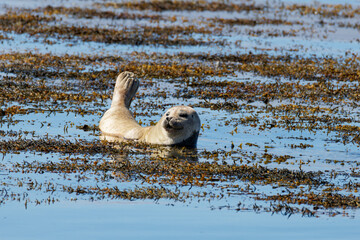 A curious seal floats in shallow coastal water covered with seaweed, raising one flipper above the calm blue surface on a sunny day at Ytri beach. © Michael