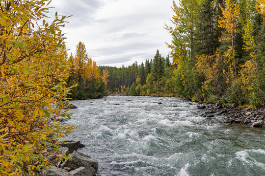 Rushing river with rapids in forest with yellow fall colors