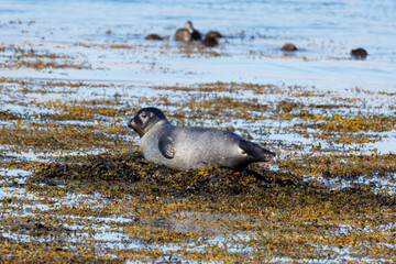 Young gray harbor seal resting on a seaweed-covered rocky shore beside calm blue water, with other seals blurred in the background at Ytri beach. © Michael