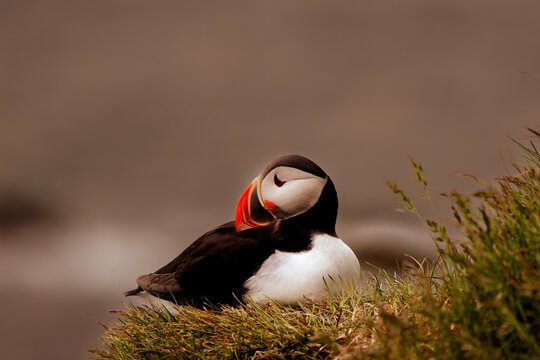 Atlantic puffin resting on a grassy coastal cliff, with its colorful orange beak and black and white feathers against a soft blurred background.