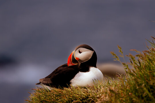 Atlantic puffin resting on a grassy coastal cliff, with colorful orange beak and soft blurred ocean background.