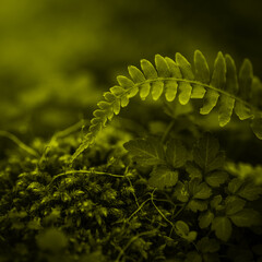 close up of fern leaf © Md