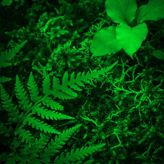 green fern in the wind © Md