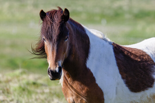 Close view of a brown and white pinto horse standing in a sunny green pasture, with a soft blurred field background.