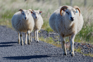 Three white sheep with curled horns stand on a gravel country road in iceland, with soft green grass and a blurred rural background in daylight. © Michael