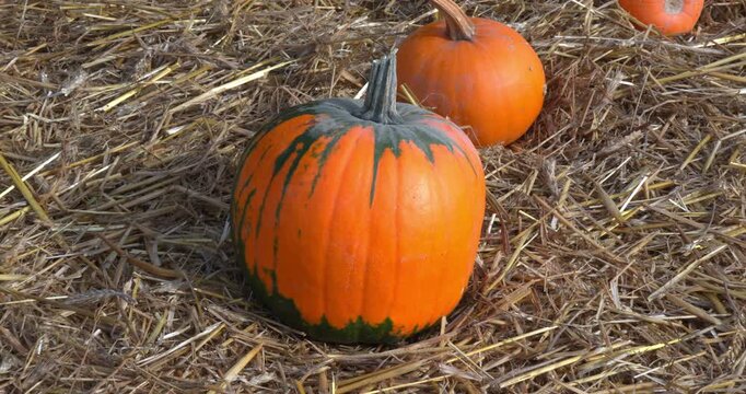 The Night of the Witches 2026 - Halloween Pumpkin