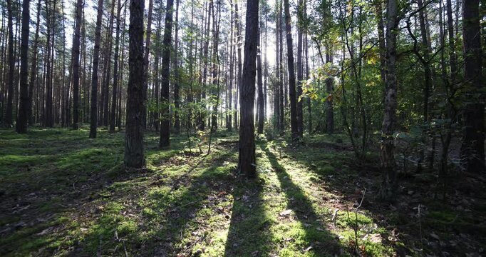 Wide angle shot of morning light in a forest