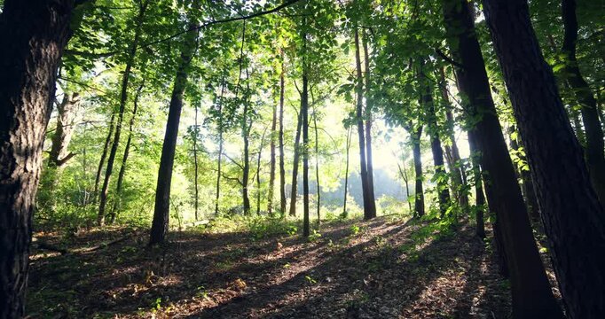 Wide angle shot of morning light in a forest