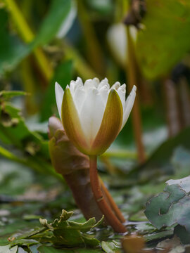 A white water lily flower among green broken leaves after a hailstorm.