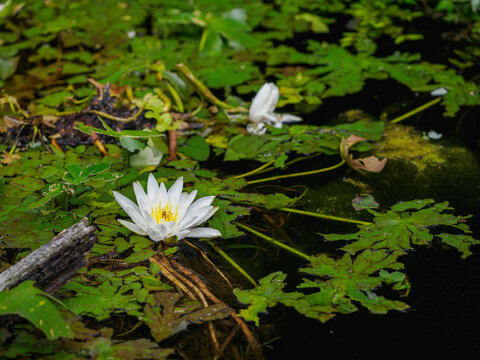 A white water lily flower among green broken leaves after a hailstorm.