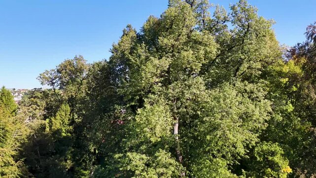 Malerische Panorama-Luftaufnahme von Biberach an der Ri&szlig; mit der historischen Altstadt, markanten Kircht&uuml;rmen und herbstlichen B&auml;umen unter blauem Himmel.