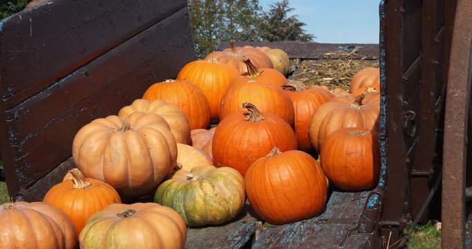 A cart of pumpkins ready for Halloween night 2026