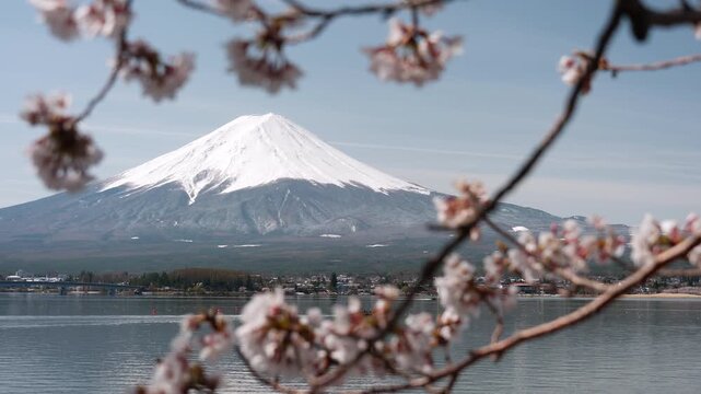 河口湖から望む富士山と桜の等倍速映像（富士山から桜へのピント送り）