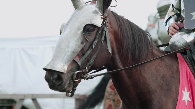 Heavy cavalry steed wears authentic metal protection gear. Close up captures calm brown horse wearing steel chanfron while carrying medieval warrior across summer festival grounds.