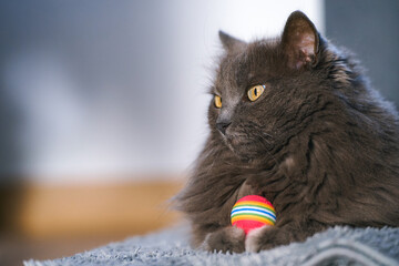 Indoor cat portrait featuring a cute cat with toy © AlexGo