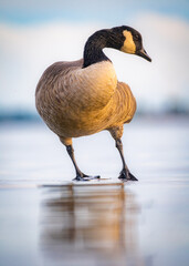 Title: Canada Goose Walking on Frozen Lake in Winter © Rogney