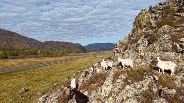 Drone panning from right to left tracking a herd of domestic goats running along a steep rocky mountain cliff.