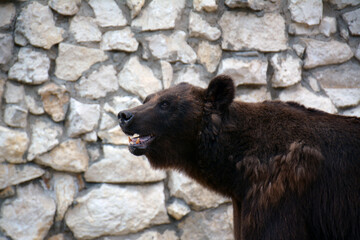 brown bear cub © AMSM