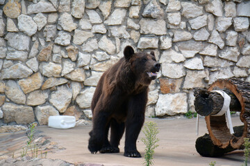 brown bear cub © AMSM