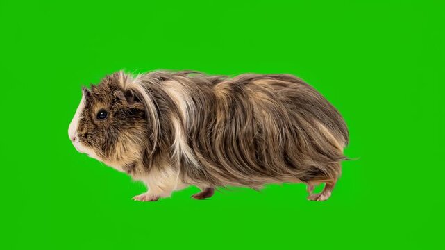 peruvian guinea pig walking isolated on green screen for vfx projects video