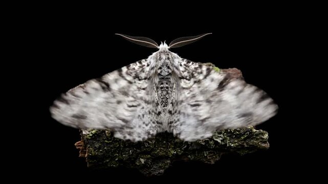peppered moth close up isolated on black background video