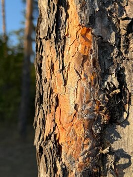 bark of a tree