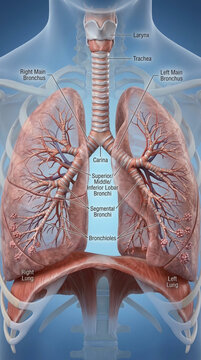 Anatomical illustration of human lungs and respiratory system showing trachea bronchi and diaphragm