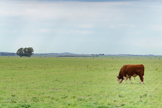 Polled hereford bull grazing green pasture field