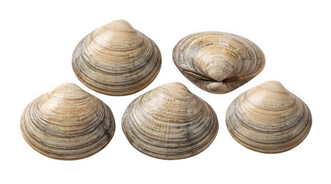 A collection of fresh raw clams with textured beige shells is isolated on transparent background, perfect for culinary designs and seafood menu graphics