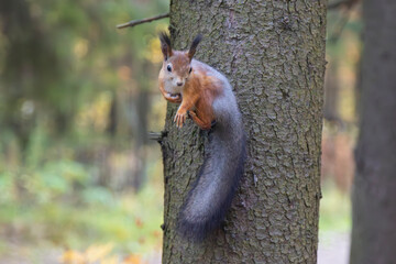 A squirrel is sitting in a tree in the autumn park. © Александр Поташев