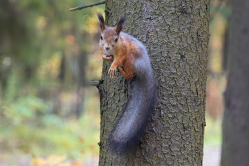 A squirrel is sitting in a tree in the autumn park. © Александр Поташев