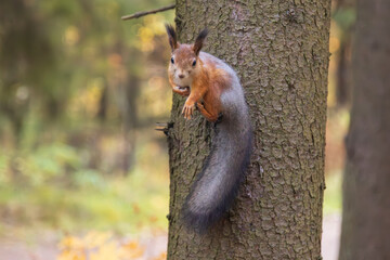 A squirrel is sitting in a tree in the autumn park. © Александр Поташев