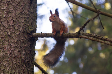 A squirrel is sitting in a tree in the autumn park. © Александр Поташев