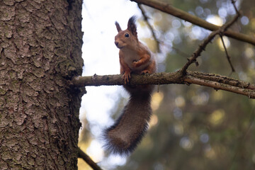 A squirrel is sitting in a tree in the autumn park. © Александр Поташев